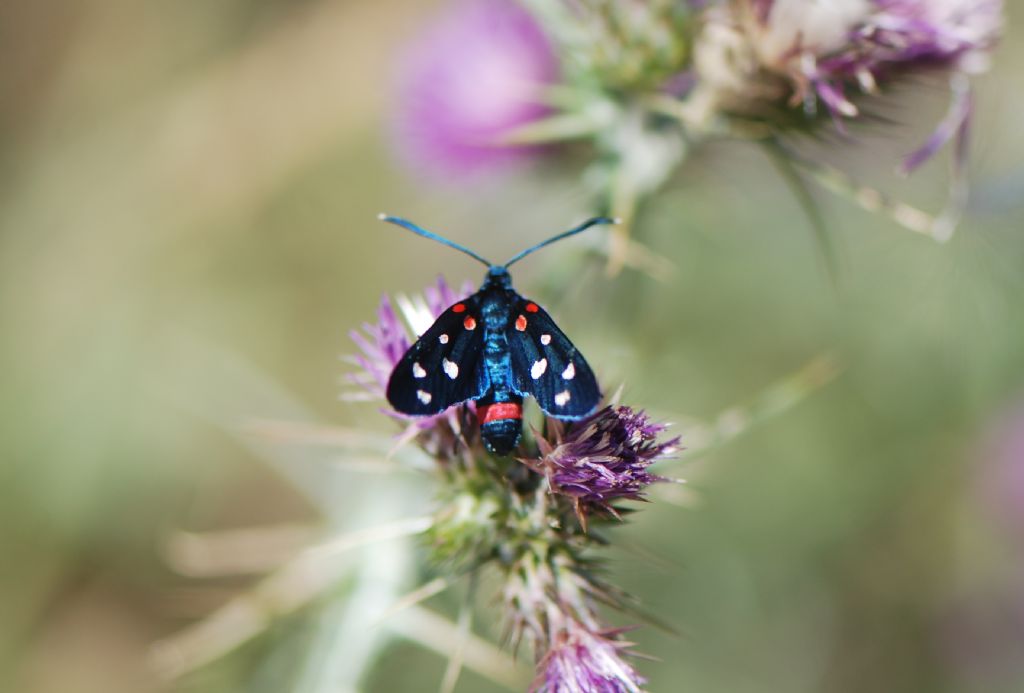 Una comferma prego! Zygaena ephialtes - Zygaenidae